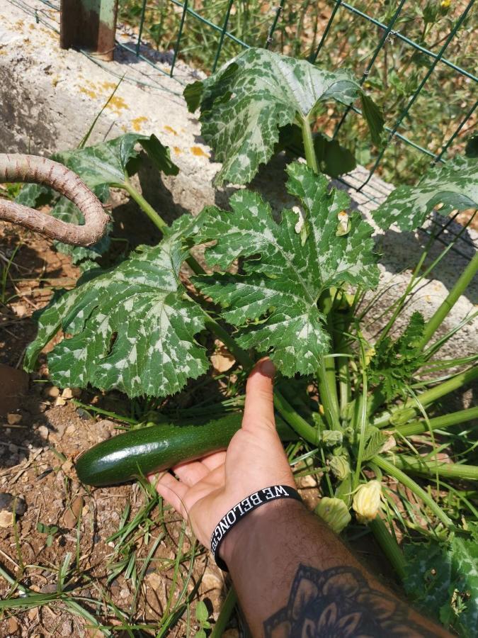 Frida Casavacanze Castellammare del Golfo Zewnętrze zdjęcie